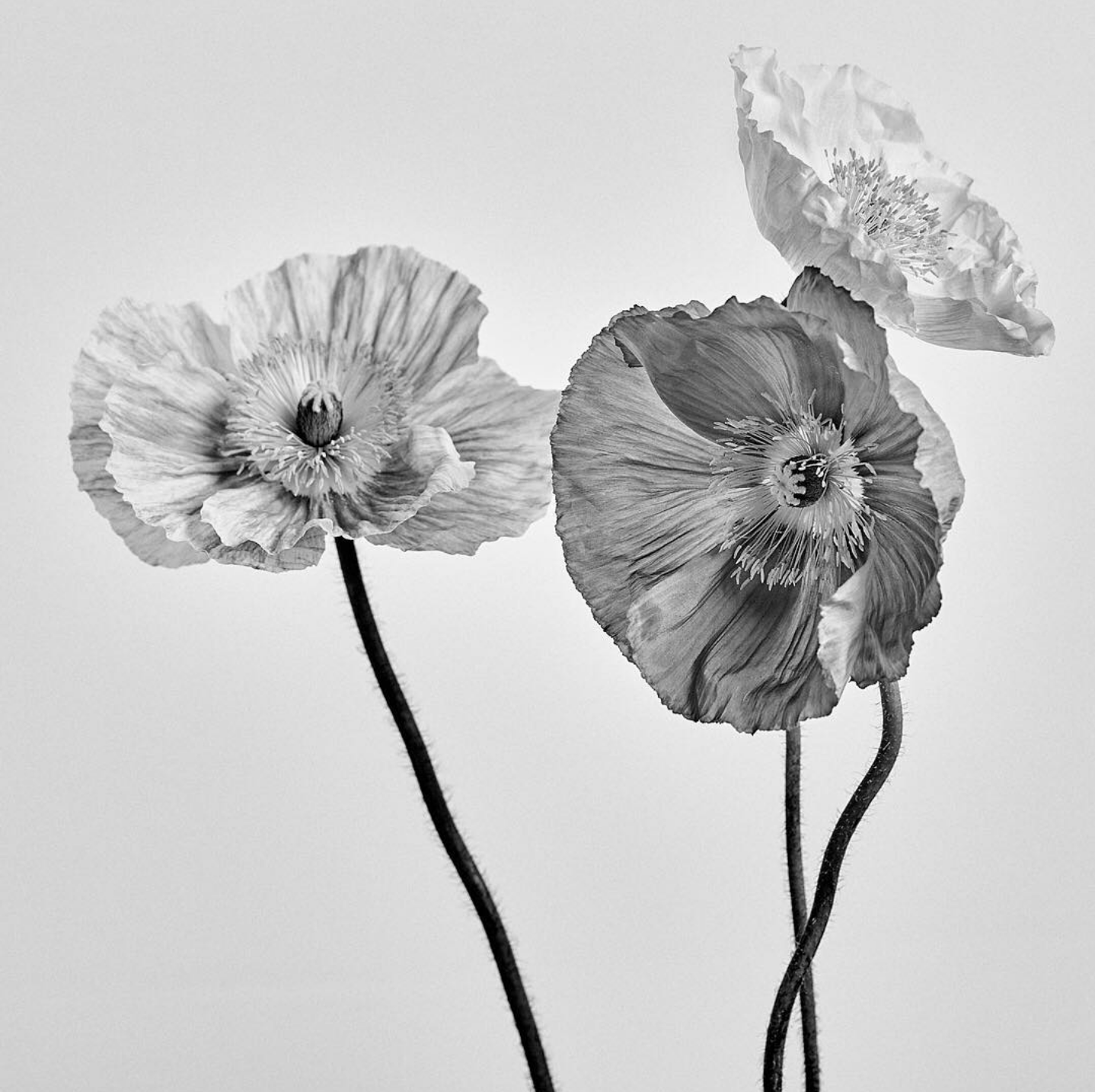 POPPIES