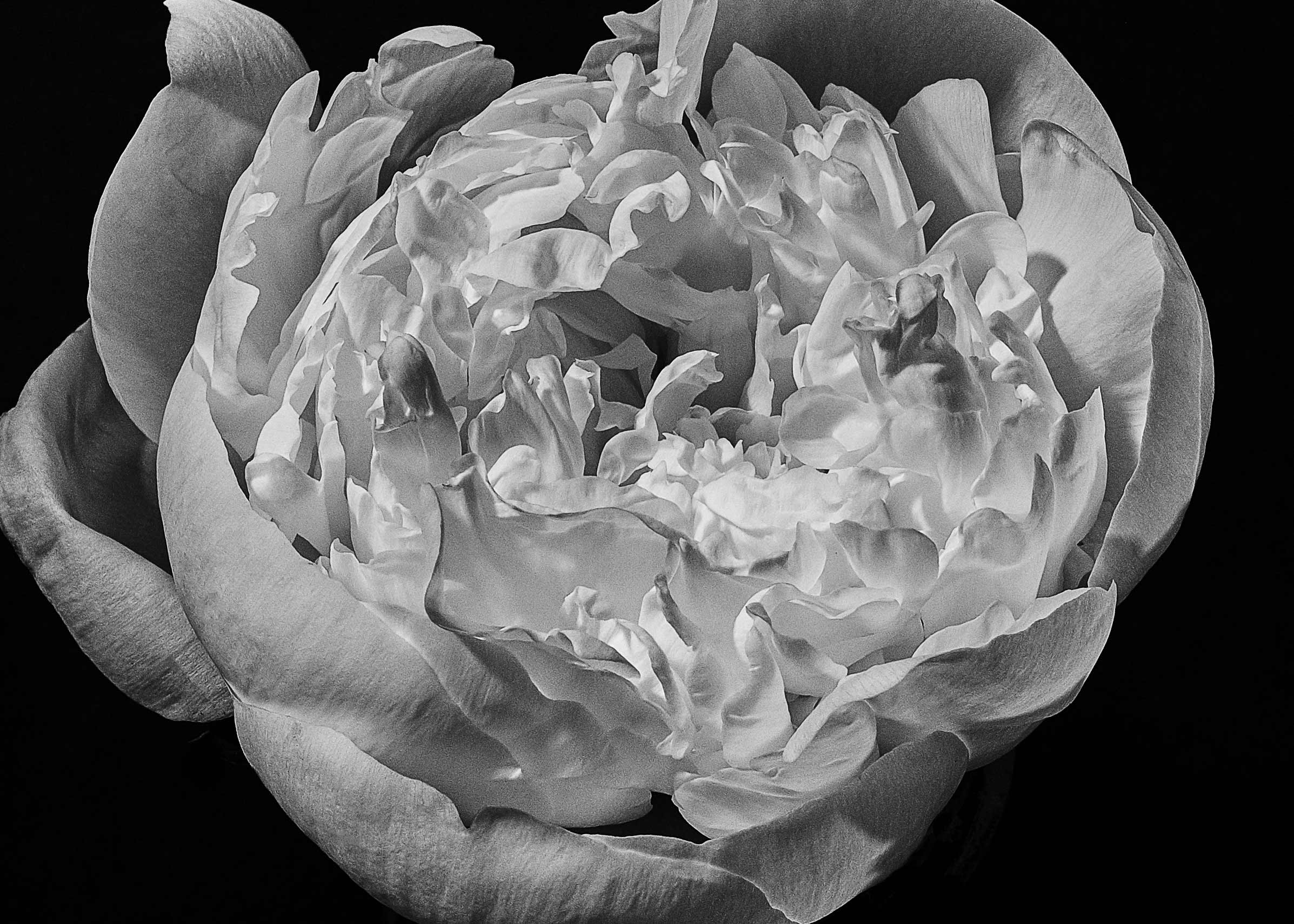 BENJAMINCROFT-flowerhead22